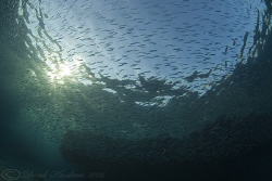 Bait fish just after sunrise.Red sea. D200, 10.5mm. by Derek Haslam 